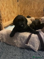 Labrador Retriever dogs - Advert 1
