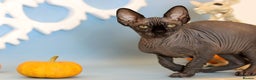 Sphynx cats for sale: Bloodline Sphynx Kittens  - Advert 5