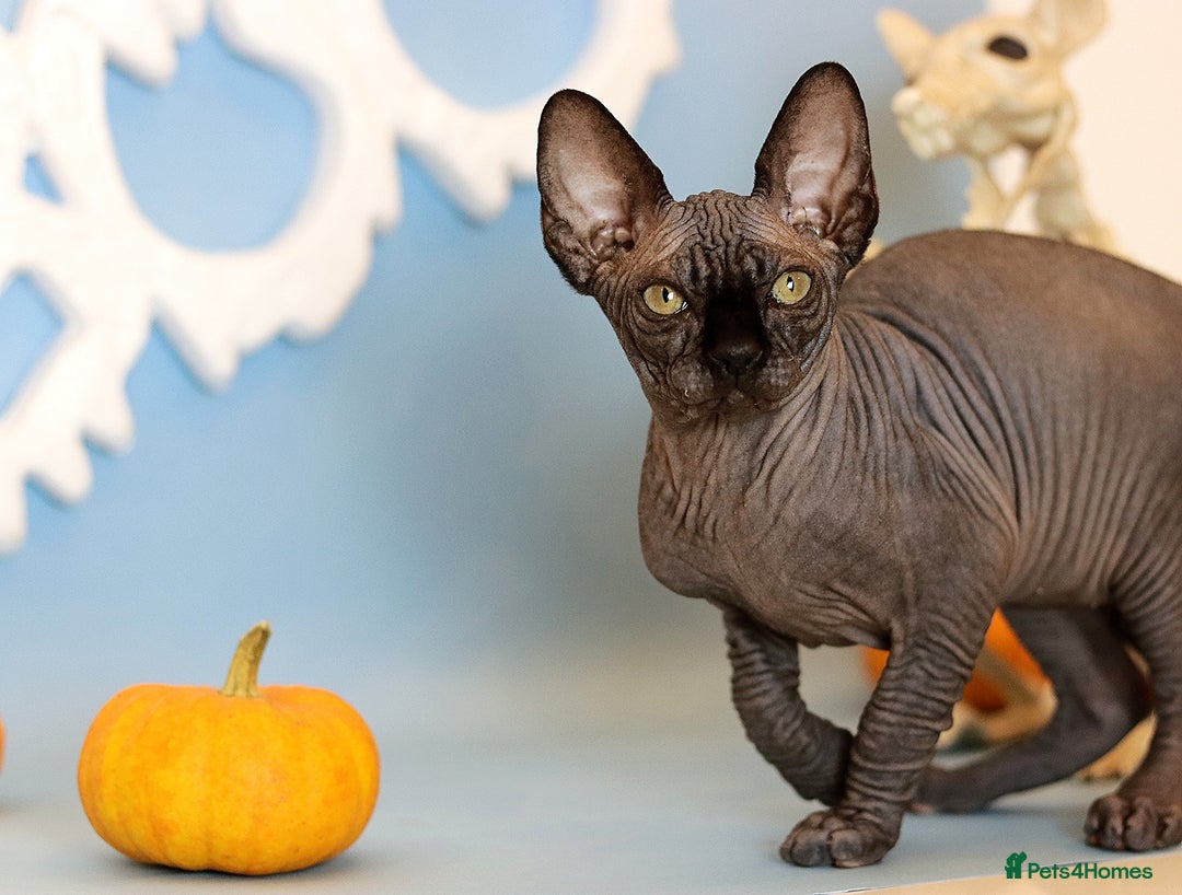 Sphynx cats for sale: Bloodline Sphynx Kittens  - Advert 5