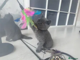 British Shorthair cats Beautiful 😍 GCCF British shorthair kittens - Advert 1