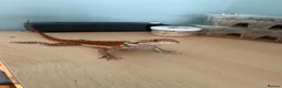 Bearded Dragon reptiles for sale: Juvenile Bearded Dragon  - Advert 1
