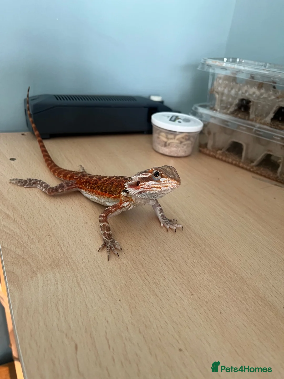 Bearded Dragon reptiles for sale: Juvenile Bearded Dragon  - Advert 1