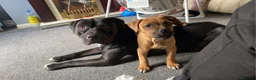 Staffordshire Bull Terrier dogs for sale: Gorgeous Staffordshire bullterrier pups - Advert 15