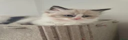 Ragdoll cats for sale: Sky kittens 😸 ♥️  - Advert 34