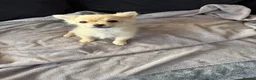 Pomeranian dogs for sale: Pomeranian puppies  - Advert 3