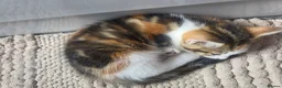 Domestic Shorthair cats for sale: Beautiful 8-week kitten looking for a loving home - Advert 10