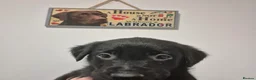 Labrador Retriever dogs for sale: 1 boy left! Kc registered labradors! - Advert 4