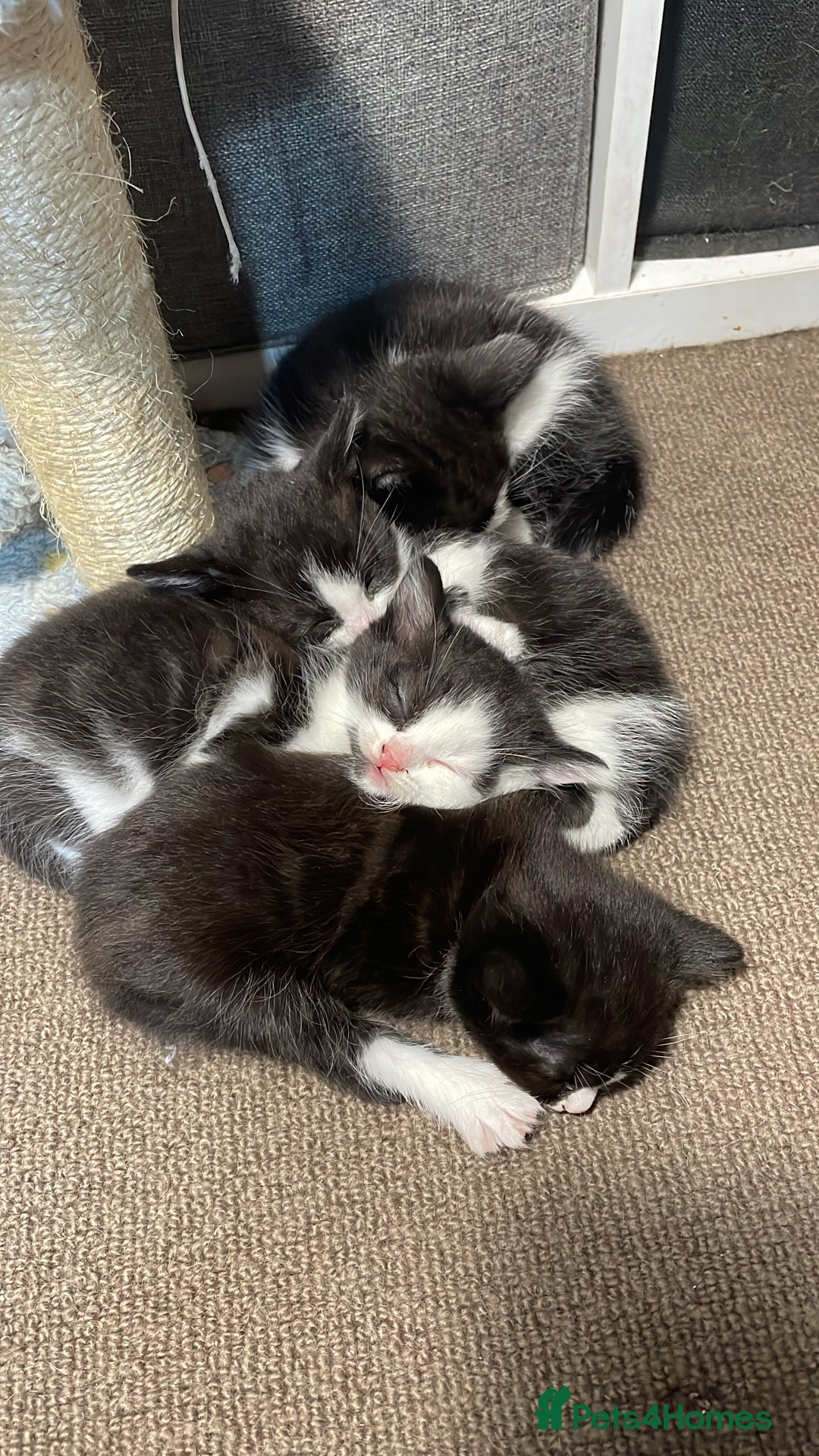 Mixed Breed cats for sale: Three energetic kittens: Noodle, Peanut and Daisy - Advert 31