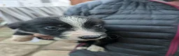 Border Collie dogs for sale: Isds registered border collie pups  - Advert 5