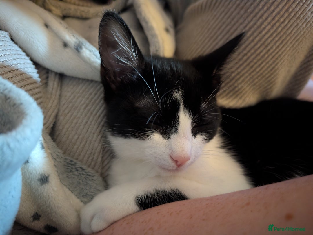 Mixed Breed cats for sale: Last boy - Advert 6