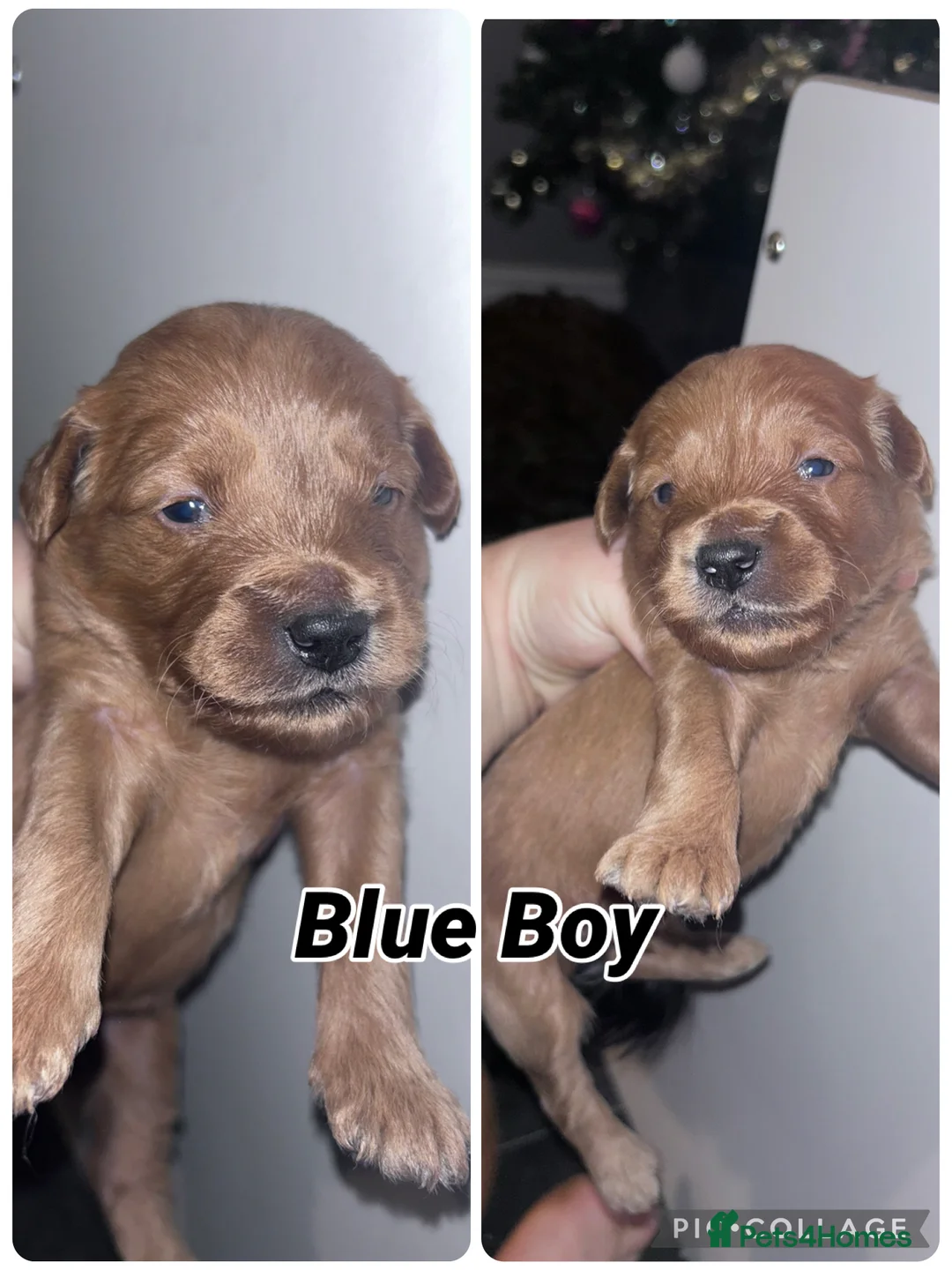 Goldendoodle dogs for sale: 2 girls left. F1 mini Goldendoodles - Advert 22