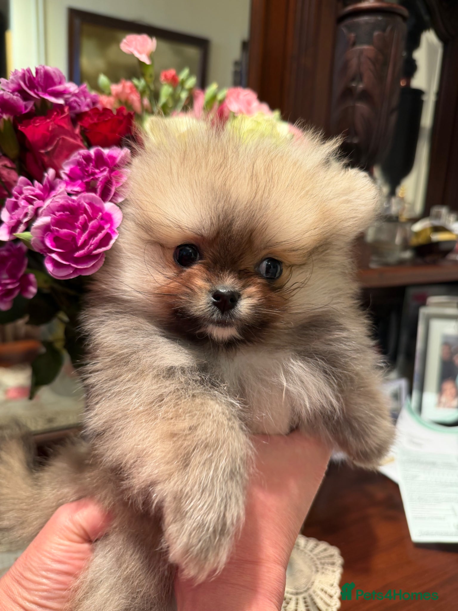 Pomeranian dogs 4 Gorgeous Poms 😊 - Advert 2