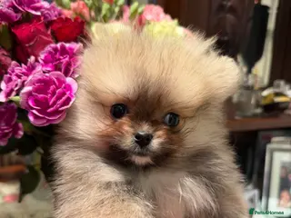 Pomeranian dogs 4 Gorgeous Poms 😊 - Advert 2