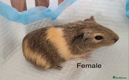 Guinea Pig rodents for sale: Baby Guinea Pigs - Image 5