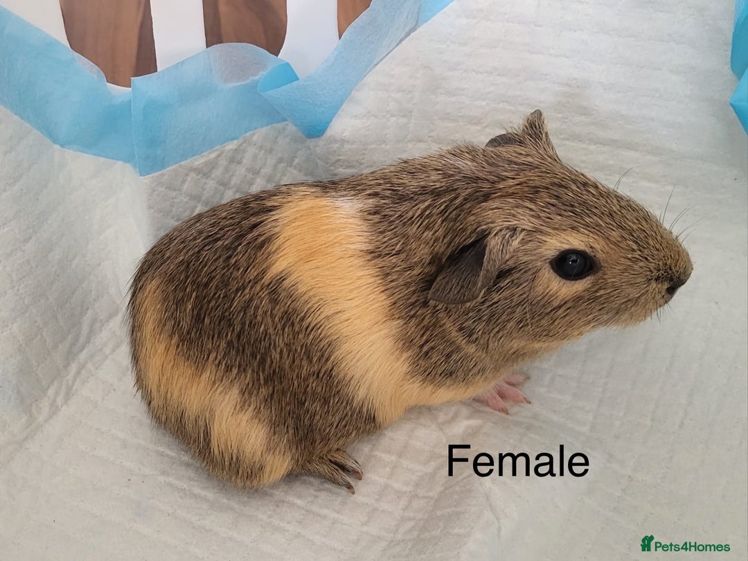 Guinea Pig rodents for sale: Baby Guinea Pigs - Image 5