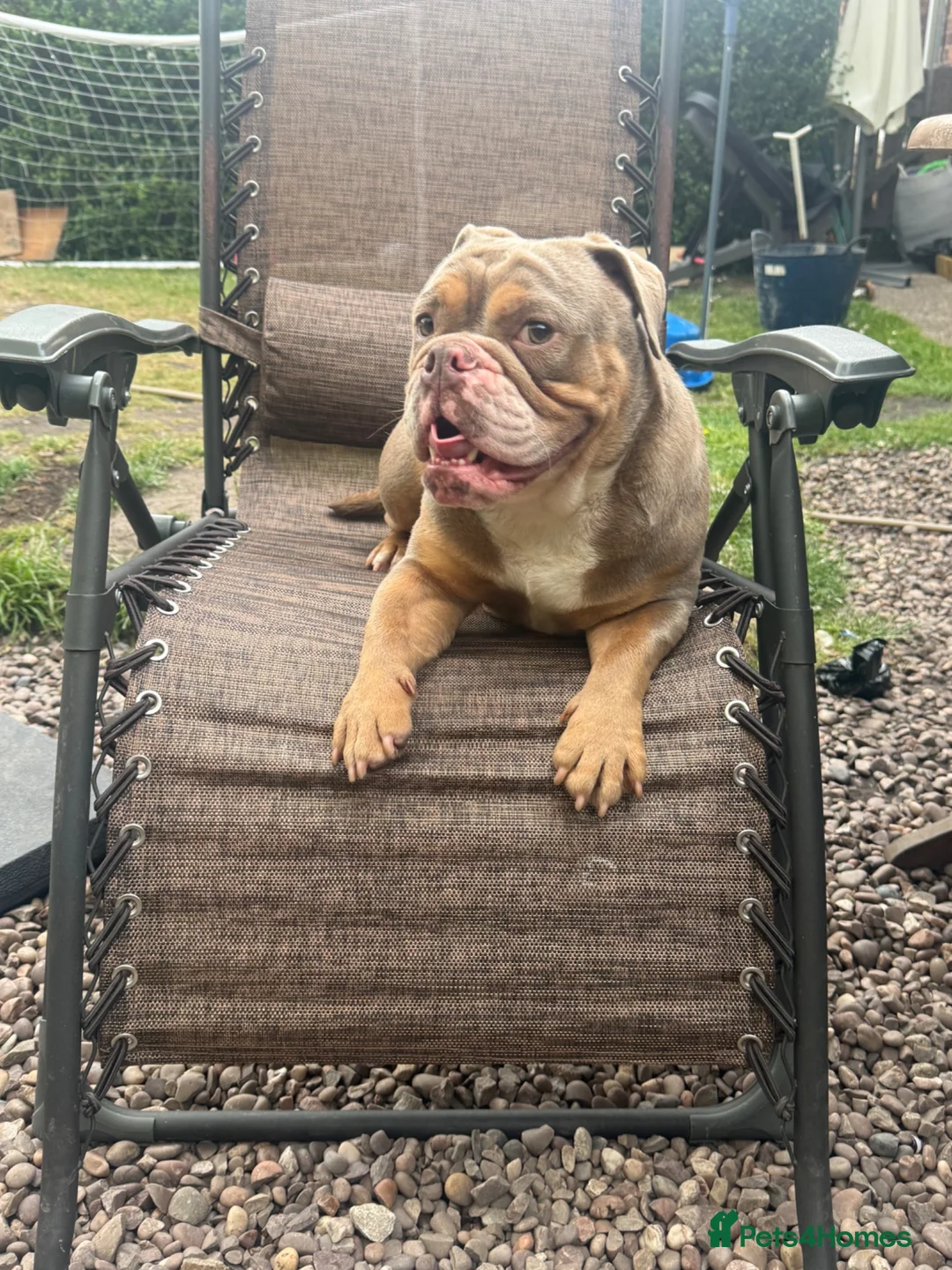 English Bulldog dogs for sale: Lovely tempered girl looking for a family home  - Advert 3