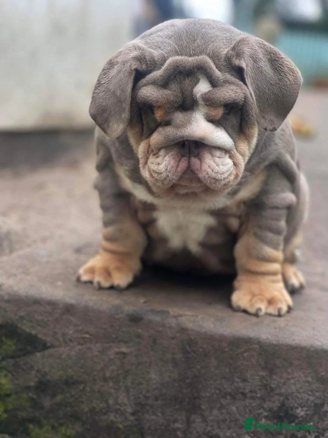 English Bulldog dogs for stud: Uncle Fester in Manchester - Advert 24
