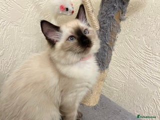 Ragdoll cats ❤️Just Only One Girl Left❗️❤️🐈 - Advert 1