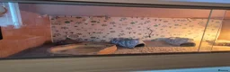 Leopard Gecko reptiles for sale: Leopard geckos in Tipton - Advert 2