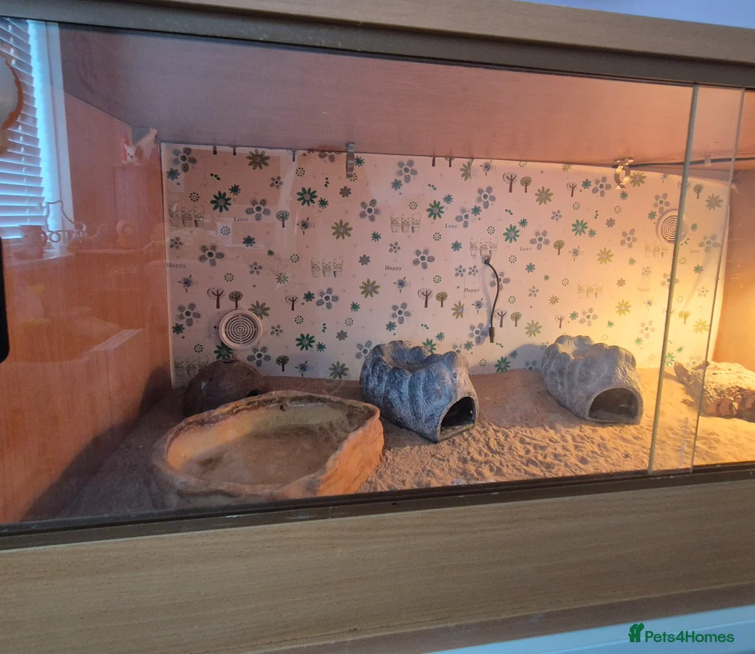 Leopard Gecko reptiles for sale: Leopard geckos in Tipton - Advert 2