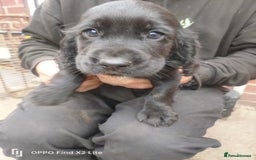 Cocker Spaniel dogs for sale: Working Cocker Spaniel Puppies For Sale - Image 4