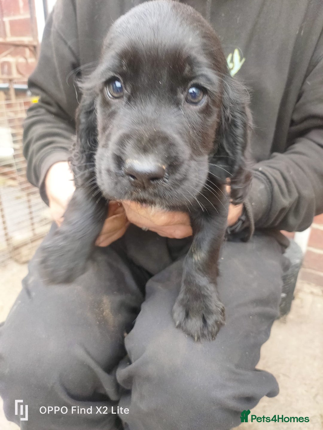 Cocker Spaniel dogs for sale: Working Cocker Spaniel Puppies For Sale - Image 4