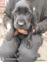 Cocker Spaniel dogs - Advert 8