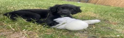 Cockapoo dogs for sale: Spaniel x cockapoo  - Advert 2