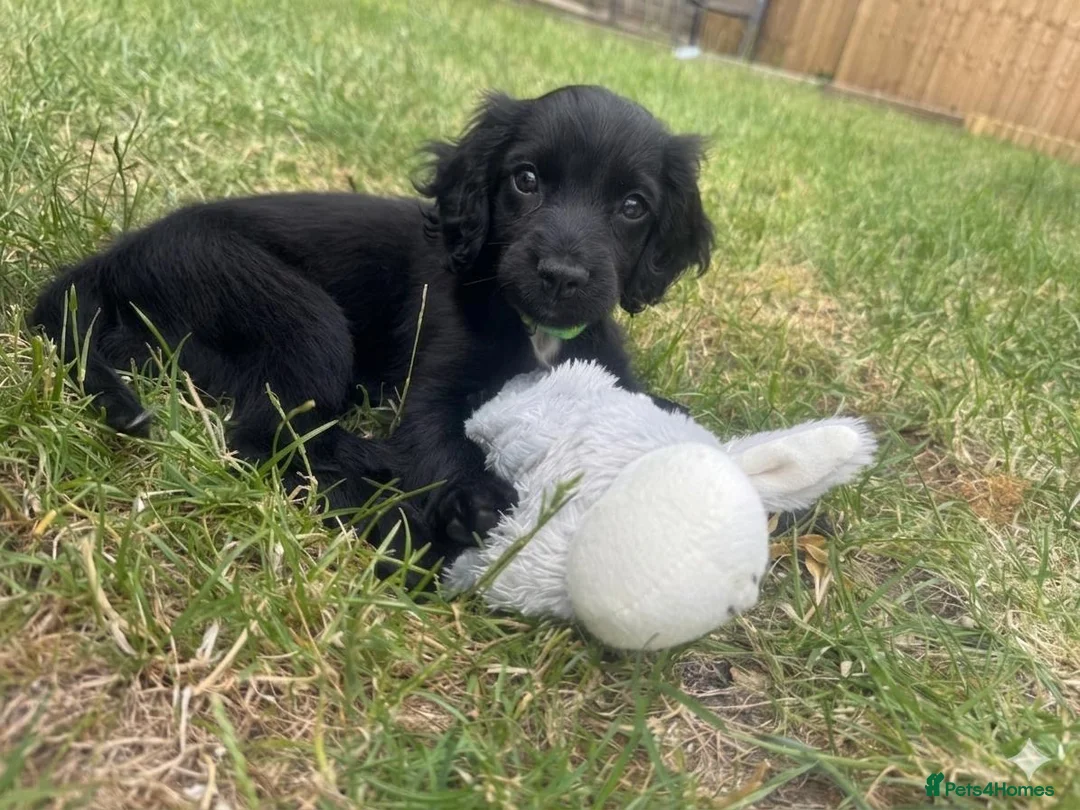 Cockapoo dogs for sale: Spaniel x cockapoo  - Advert 2