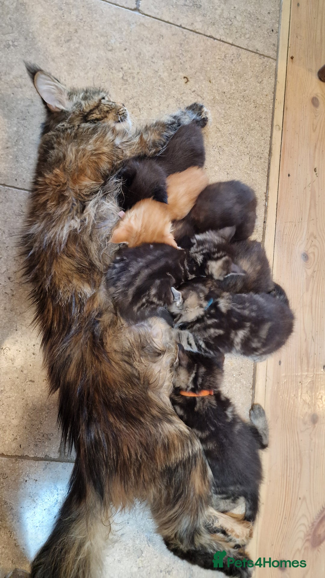 Maine Coon cats for sale: 3 maincoone x kittens - Image 10