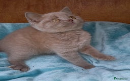British Shorthair cats for sale: Super GCCF Registered Kittens - Image 15