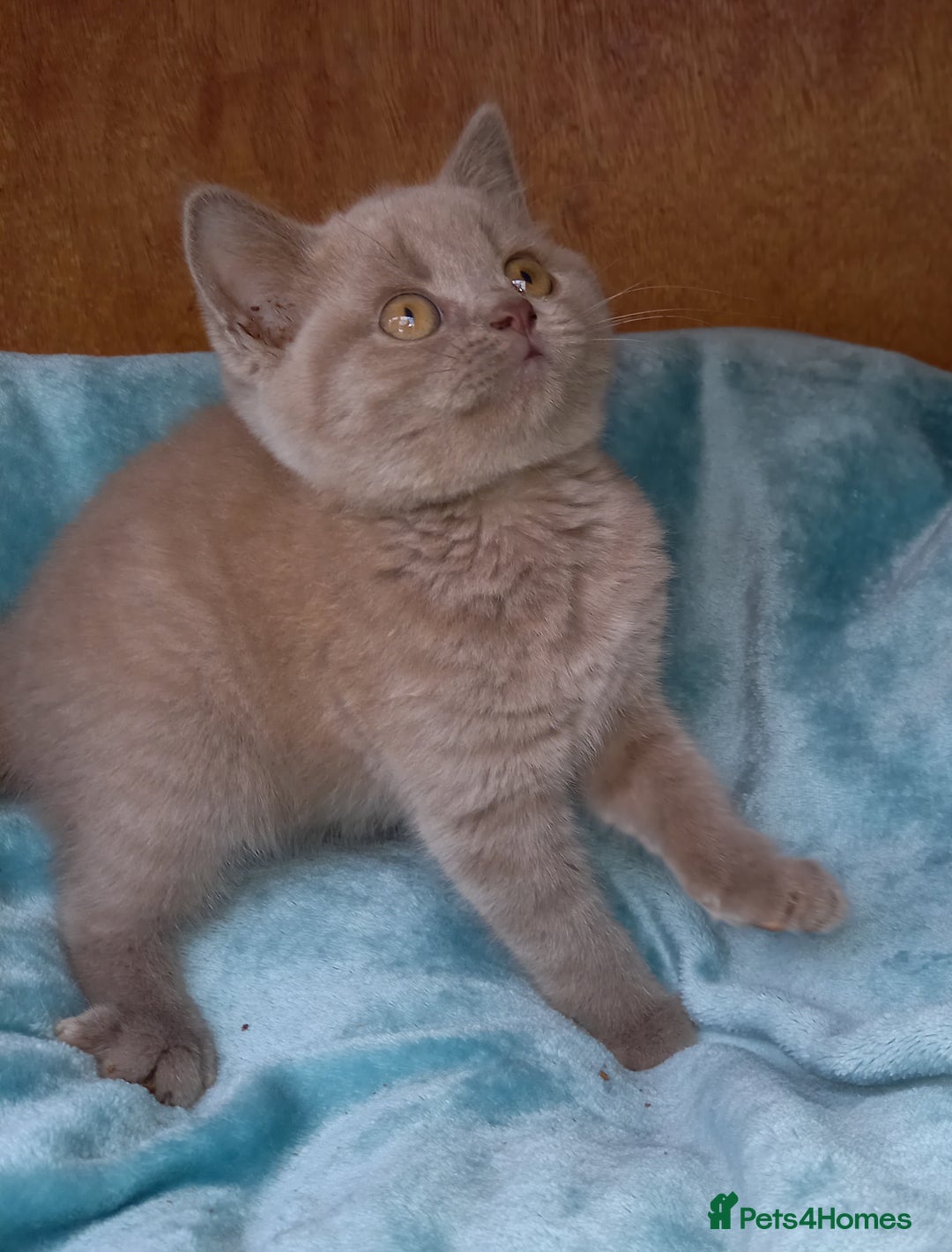 British Shorthair cats for sale: Super GCCF Registered Kittens - Image 15