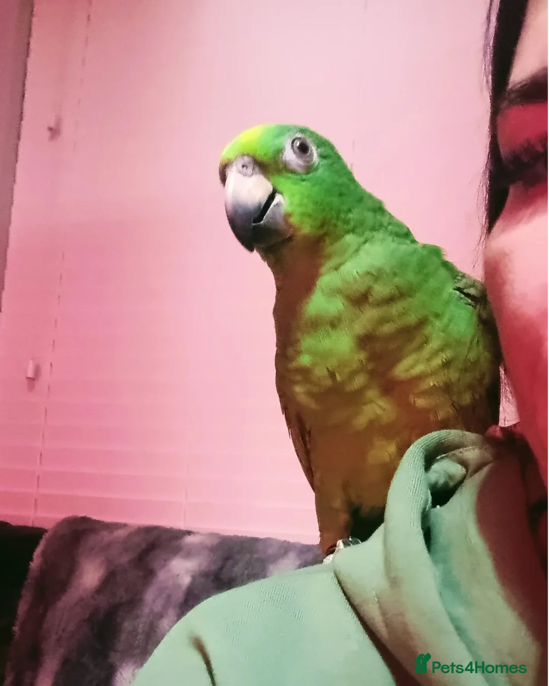 Parrots birds for sale: Amazon parrot for sale  - Image 3