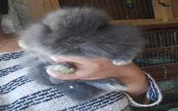 Lionhead rabbits for sale: 5 Beautiful Lion Head Babies - Advert 13