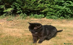 Domestic Shorthair cats for adoption: Lisa (18yo), looking for a loving retirement home  - Image 2
