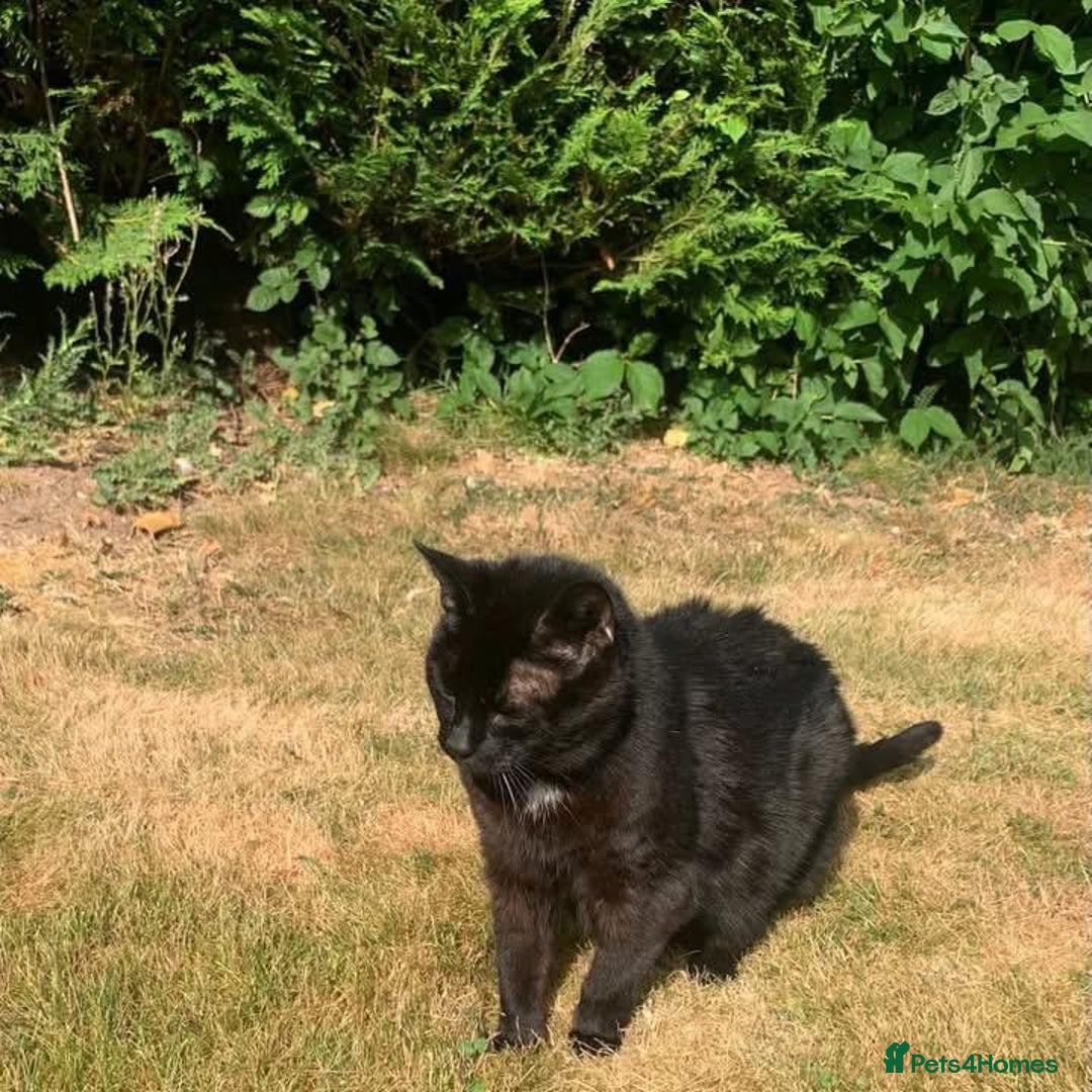 Domestic Shorthair cats for adoption: Lisa (18yo), looking for a loving retirement home  - Image 2