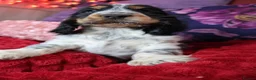 Cocker Spaniel dogs for sale: Extensively Health Tested, Top Quality pedigree  - Advert 21