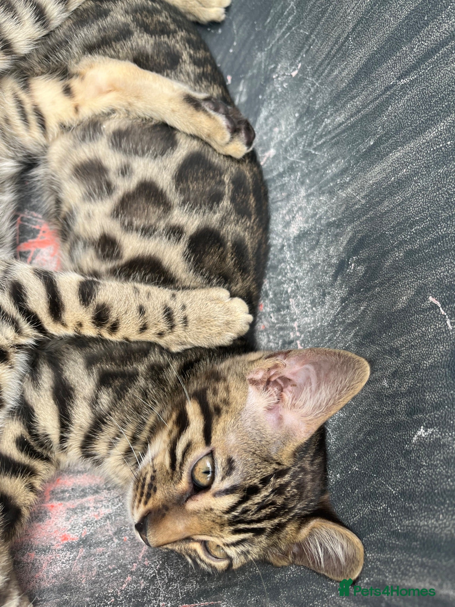 Bengal cats ✨🐆 rare Bengal charcoal girls 🐆✨ - Advert 2