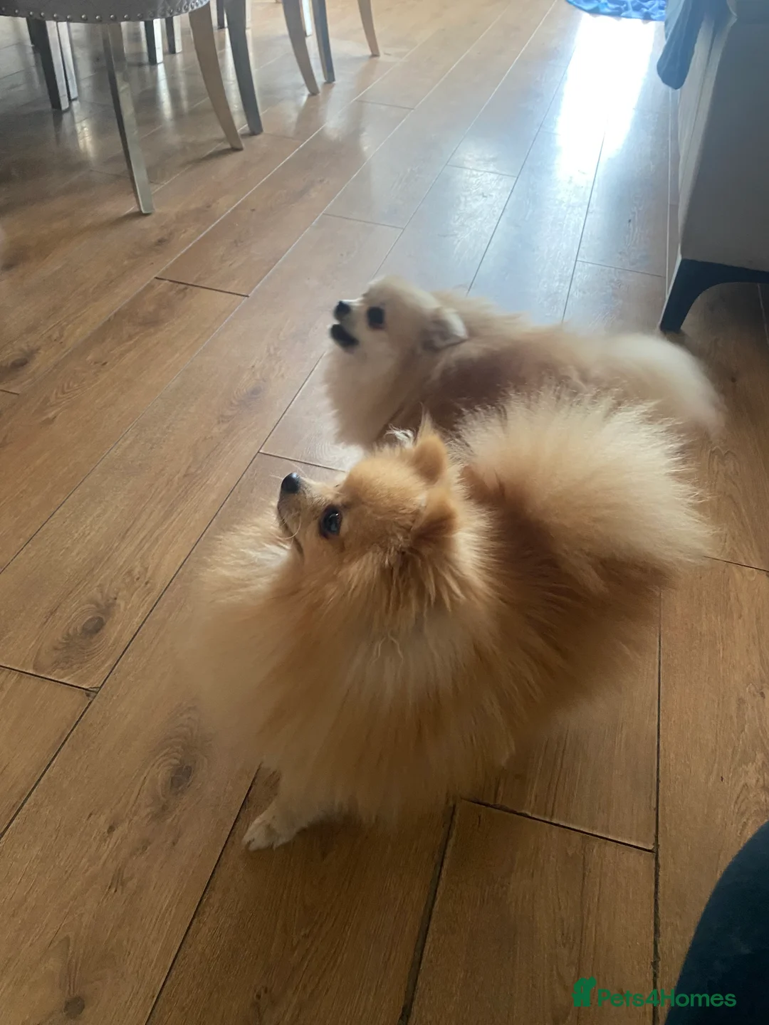 Pomeranian dogs for stud: Stunning Pomeranian stud  - Advert 2