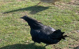 Chickens poultry for sale: Ayam Cemani trio - Image 2