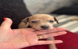 Italian Greyhound dogs for sale: Beautiful Italian Greyhound puppies - Image 19