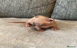 Sphynx cats for sale: Gorgeous pedigree sphynx - Image 6