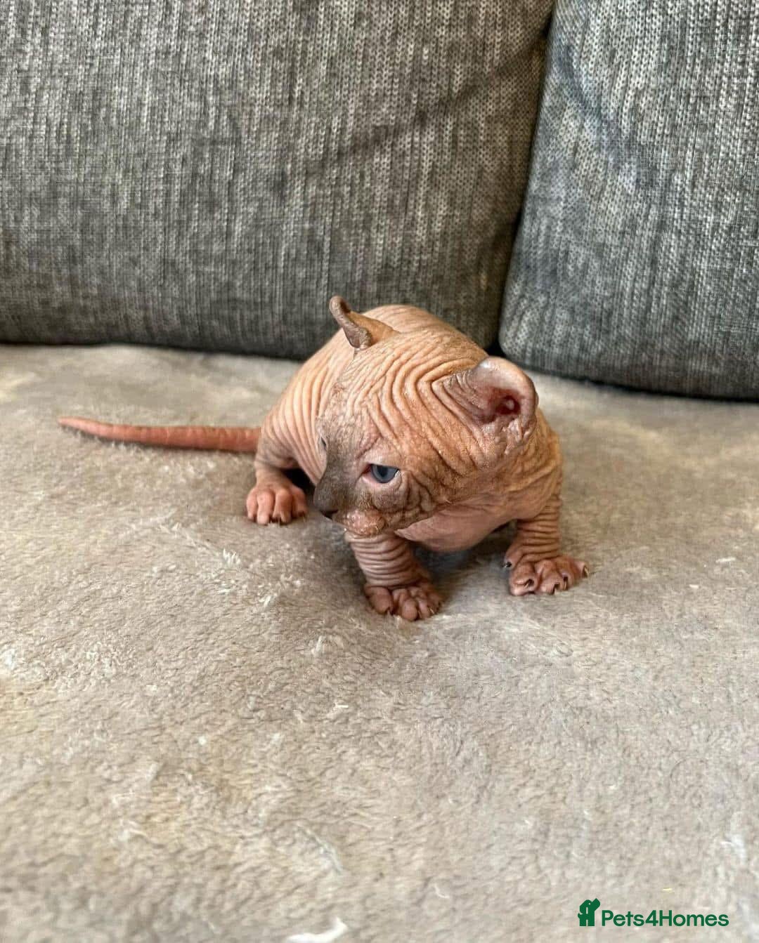 Sphynx cats for sale: Gorgeous pedigree sphynx - Image 6