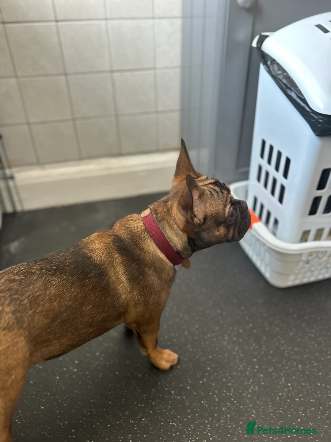 French Bulldog dogs for sale: Poppy - Advert 5