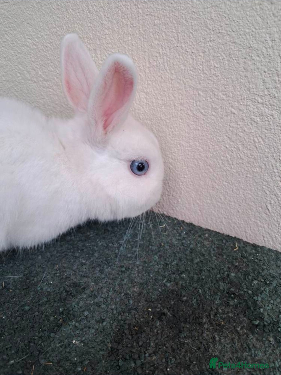 Netherland Dwarf rabbits for sale: netherlands dwarf - Advert 3