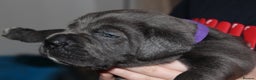 Cane Corso dogs for sale: Cane Corso Puppies from Exceptional Bloodlines, - Advert 34