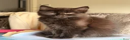 Mixed Breed cats for sale:  4 beautiful loving Russian blue cross Kittens  in Derby - Advert 4