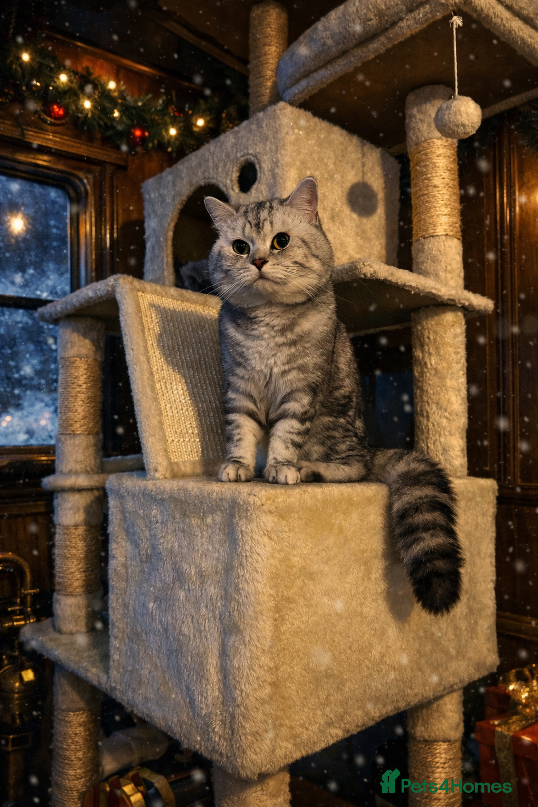 British Shorthair cats for sale: Silver tabby British shorthair  - Advert 1