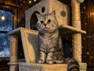 British Shorthair cats Silver tabby British shorthair - Advert 2