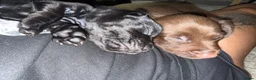 Mixed Breed dogs for sale: 5 week old Dachshund/ Springer Spaniel puppies - Advert 4